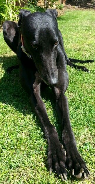 Looking a bit sleepy Sphinx Pose, Black Greyhound, Greyhound Pictures, Greyhound Adoption, Sight Hounds, Greyhounds Racing, Grey Hound Dog, Italian Greyhound, Hound Dog