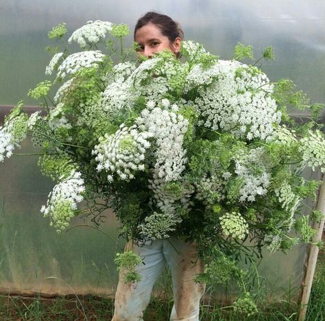 Olive Foliage, Queen Anne Lace, Lace Bouquet, Queen Anne's Lace Flowers, Queen Anne's Lace, Cut Flower Garden, Moon Garden, Have Inspiration, Queen Annes Lace