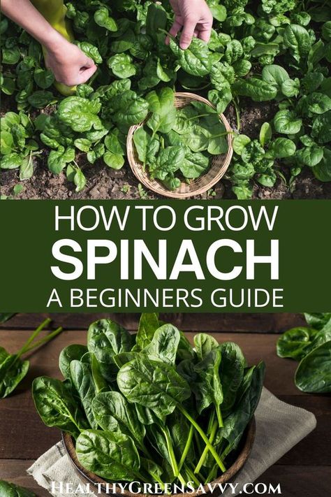 How To Grow Spinach, Grow Spinach, Growing Spinach, Spinach Seeds, Indoor Vegetables, Indoor Vegetable Gardening, Organic Vegetable Garden, Garden Veggies, Home Vegetable Garden