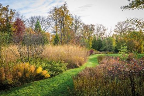 Mini Meadow, Meadow Plants, Lawn Renovation, Fountains Backyard, Prairie Garden, Meadow Garden, Take Shelter, Landscape Construction, Grasses Garden