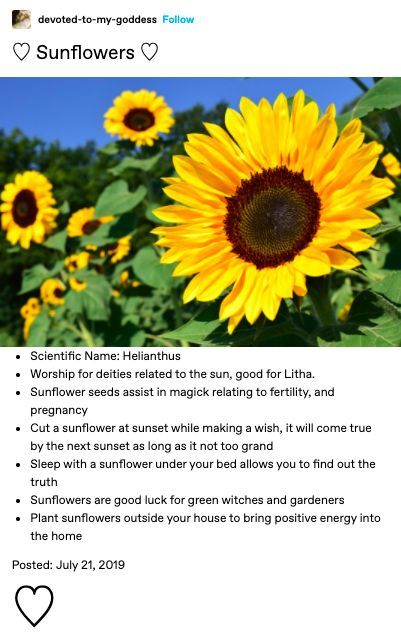 Sunflower Magical Properties, Witches Fingers, Witch Board, Green Witchcraft, Healing Spells, Water Nymphs, Eclectic Witch, Baby Witch, Sea Witch