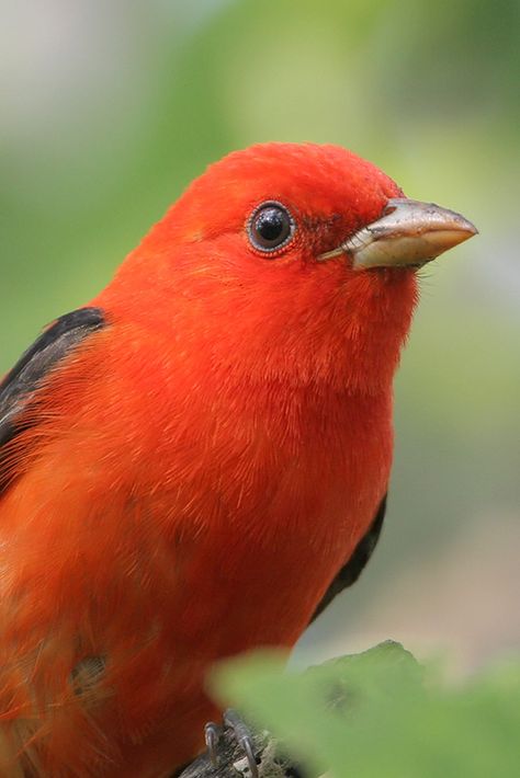 SCARLET TANAGER - Piranga olivacea . . . Deciduous forest of E North America; migrate to NW South America Birds Flying Photography, Flying Photography, Deciduous Forest, Pirate Crew, Scarlet Tanager, American Birds, Homemade Bird Feeders, Animal Medicine, Bird Song