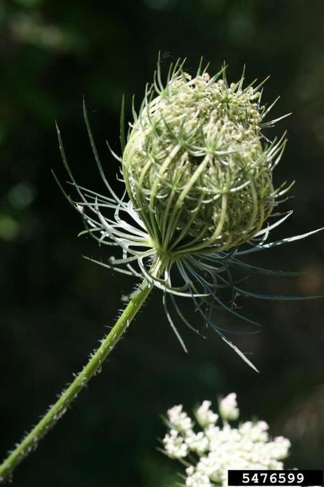 Wild Carrot Wild Carrot Tattoo, Wild Rice Plant, Wild Carrot Flower, Arkansas Native Wildflowers, Grass Hay, How To Plant Carrots, Wild Carrot, Carrot Flowers, Biennial Plants