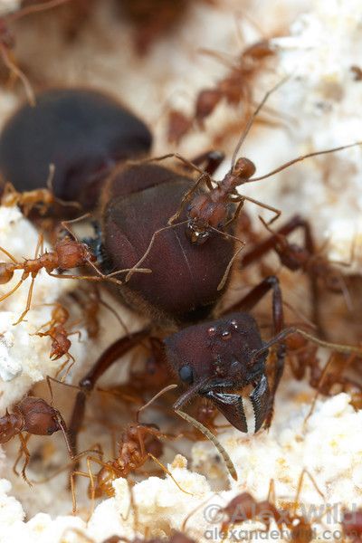 Rat Queens, Ant Bites, Queen Ant, Ant Species, Queen Images, Pet Spider, Ant Farms, Wild Photography, Cool Bugs