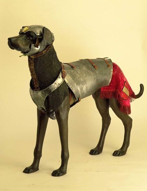 Animal Oc Ideas, A Knights Tale, Cat Armor, Dog Armor, Knights Tale, Animal Oc, Pup Cup, Kingdom Ideas, Medieval Animals