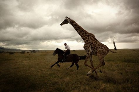 Safari on horse back. Can't wait to do this. Africa 2014 Africa Trip, Wildlife Biologist, Galloping Horse, Animal Magic, Black Horse, Zoology, Year 2024, Giraffes, Amazing Photos