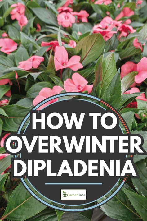 How To Overwinter Dipladenia - Garden Tabs Rio Dipladenia Planter Ideas, Dipladenia Plants Care, Overwintering Mandevilla, Dipladenia Planter Ideas, Winterize Plants, Dipladenia Plants, Mandeville Plant, Rio Dipladenia, Overwintering Plants