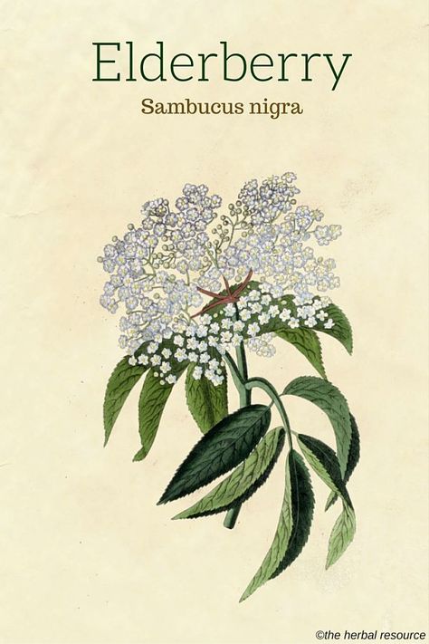 The Medicinal Herb Elderberry (Sambucus nigra) Sambucus Nigra, Magia Das Ervas, Medicinal Herb, Herbal Plants, Healing Plants, Herbal Healing, Herbs For Health, Wild Edibles, Wild Plants