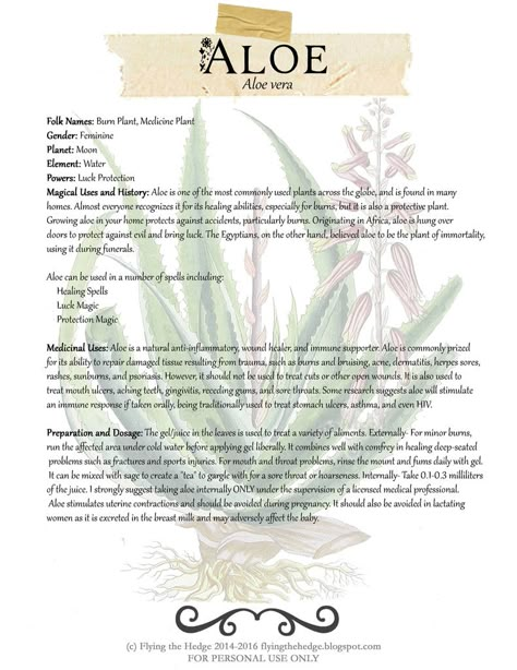 Herbarium: Aloe Hyssop Benefits Spiritual, Magickal Herbs, Witch Herbs, Green Witchcraft, Magic Herbs, Magical Herbs, Herbal Apothecary, Healing Plants, Herbal Healing