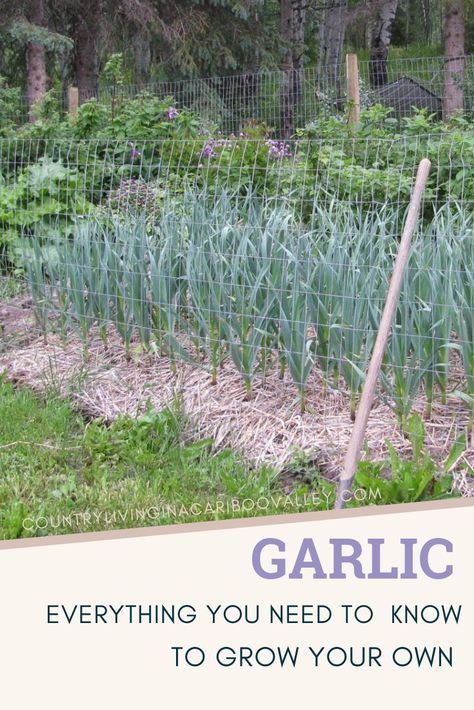 Grow garlic in your backyard! Everything you need to know to grow garlic in cold climates. Hardneck garlic is easy to grow in your garden or containers. #garlic #food #vegetablegardening #growing garlic Garlic Farming, When To Plant Garlic, Garlic Growing, Garlic Garden, Garlic Food, Garlic Farm, Grow Garlic, Hardneck Garlic, Hobby Farming