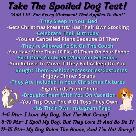 How did you score?! Is your dog spoiled or are they spoiled? 😉🐶 #majestys #majestysanimalnutrition #dogs #dogsofinstagram #dogstagram #puppylove #ilovemydog #dogsarefamily #doglife #doggo #petsarefamily #petcare Trained Dog, Cute Dogs Funny, Spoiled Dog, Spoiled Dogs, Canceled Plans, Dogs Funny, Christmas Pictures, A Well, The Dogs