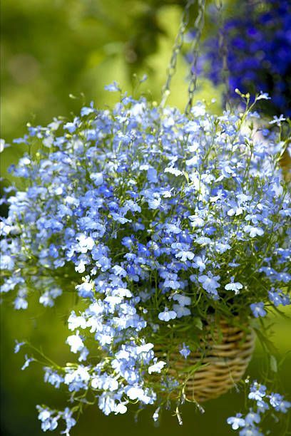 Blue Flower Top, Beautiful Blue Flowers, Ground Orchids, Big Leaf Hydrangea, Hanging Flower Pots, Shade Flowers, Planting Shrubs, Plant Tags, Hanging Flower