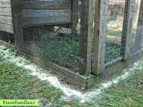 Duck Raising, Snake Repellant, Snake Repellent, Bug Repellant, Duck Coop, Raising Ducks, Rat Snake, Chicken Pen, Chicken Coup