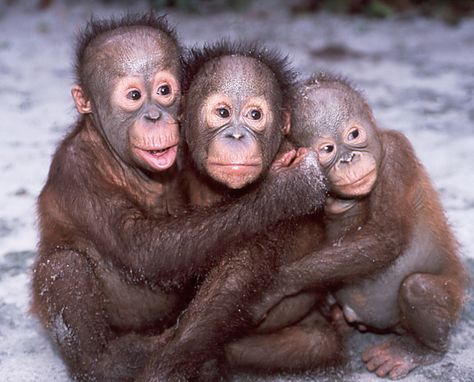 Cute Orangutan Babies! | Three baby orangutans from the Sepi… | Flickr Spirituality Practice, Three Monkeys, Animal Hugs, Monkey Love, Monkey See Monkey Do, Baby Orangutan, Mandrill, Rehab Center, Cute Monkey