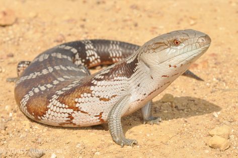 Reptile World Facts - Eastern Blue Tongue Skink (Tiliqua scincoides scincoides). Photo by Matt Summerville on Flickr. #skinks #reptiles #animals #wildlife #nature World Facts, Blue Tongue Skink, Pet Odor Eliminator, Cute Reptiles, Reptiles Pet, Pet Odors, Australian Animals, Wildlife Nature, Reptiles And Amphibians