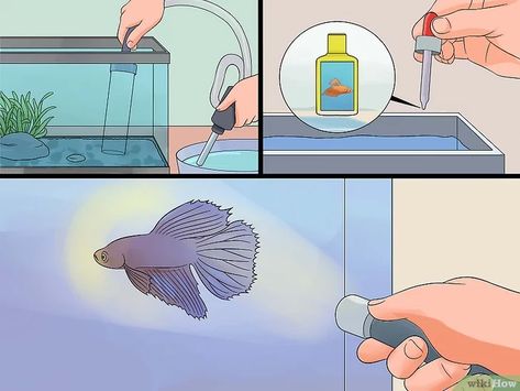 6 formas de salvar a un pez beta que se está muriendo Betta Fish Care, Beta Fish, African Cichlids, Aquascape Aquarium, Fish Care, Fish Tank Decorations, Beautiful Fish, Freshwater Aquarium, Colorful Fish