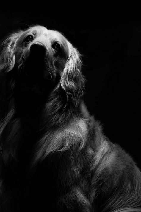 Charcoal Practice, Golden Retriever Accessories, Face Lighting, Dog Black And White, Low Key Photography, Paper Photography, Dog Black, Type Photography, Black And White Dog