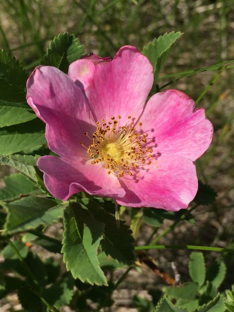 https://flic.kr/p/2818yZU | Wild Prairie Rose | A close-up of a wild prairie rose flower from the Allison Waterfowl Production Area in LaMoure County, North Dakota.  Photo Credit: Krista Lundgren/USFWS North Dakota Flowers, North Dakota State Flower, Prairie Rose Drawing, Wild Rose Photography, Wild Prairie Rose Tattoo, Wild Roses Aesthetic, Prairie Rose Tattoo, Apothecary Rose, Wild Prairie Rose