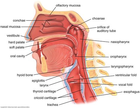 anatomy reference Nasal Cavity Anatomy, Med Notes, Sinus Cavities, Healthy Person, How To Help Nausea, Soft Palate, Medicine Notes, Anatomy Practice, Medicine Studies