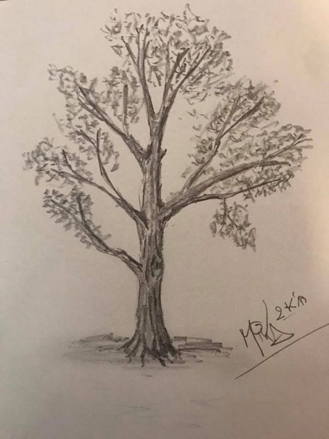 Sketch Tree Pencil, Tree Drawing With Pencil, Tree Sketches Simple To Draw, How To Draw Realistic Trees, Tree With Fruits Drawing, Detailed Tree Drawing, Anime Tree Drawing, Tree Sketches Pencil, Tree Drawing Realistic