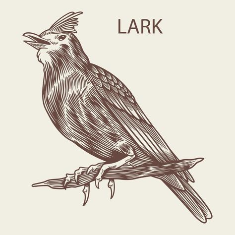 Lark bird hand drawn in vintage style Lark Bird, Lark Tattoo, Tattoo Bird, Birds Tattoo, Image Types, Vector Art, Vintage Style, Hand Drawn, Vector Free