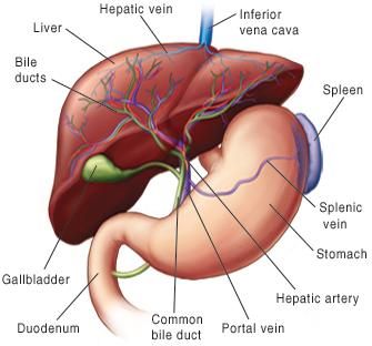 Liver Regeneration, Liver Organ, Muscular Tissue, Liver Segments, Gallbladder Attack, Liver Building, Natural Decongestant, Human Liver, Liver Function