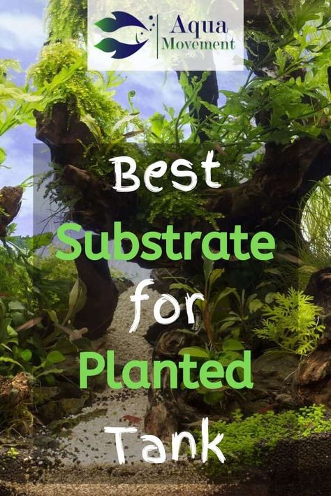 Fish Tank Substrate Ideas, Planted Aquarium Ideas Aquascaping, Planted Fish Tank Ideas, Walstad Tank, Fish Tank Substrate, Planted Aquarium Ideas, Planted Fish Tank, Aquarium Sump, Natural Aquarium