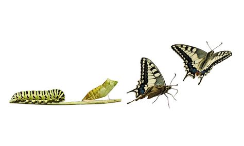 Study: Change Is Good, But Many Organizations Don’t Do It Well: Associations Now Metamorphosis Tattoo, Caterpillar Tattoo, Cycle Drawing, Butterfly Metamorphosis, G Tattoo, Science Stickers, Butterfly Life Cycle, Butterfly Drawing, Desenho Tattoo