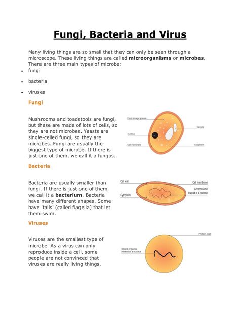 Bacteria Notes, Viruses Notes, Types Of Bacteria, Bacteria Microbiology, Bacteria Diagram, Viruses Microbiology, Microorganisms Microbiology, Bacteria Structure, Microbiology Study