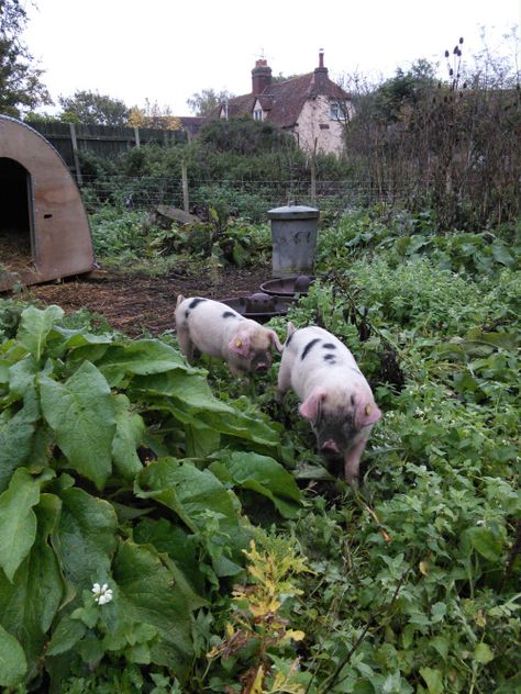 Double trouble: the two 11-week-old Gloucestershire Old Spot weaners continue to rotovate the land with their impressive, powerful snouts Gloucestershire Old Spots, Small Holding, Country Cottage Garden, Future Farms, Animals Farm, Country Living Magazine, Pig Farming, Farm Scene, Funny Images Laughter