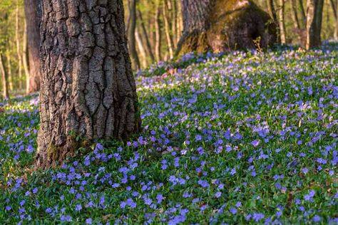 Periwinkle Ground Cover, Periwinkle Plant, Lily Turf, Liriope Muscari, Phlox Flowers, Vinca Minor, Creeping Phlox, Blue And Purple Flowers, Invasive Plants