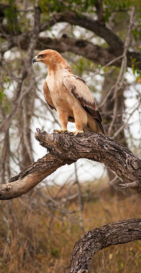 Águila rapaz -  Tawny Eagle - Raubadler - Aigle ravisseur Therian Types, Tawny Eagle, Raptors Bird, Animal Guides, Eagle Bird, Stunning Nature, Animal Species, Artistic Inspiration, Birds Of Prey