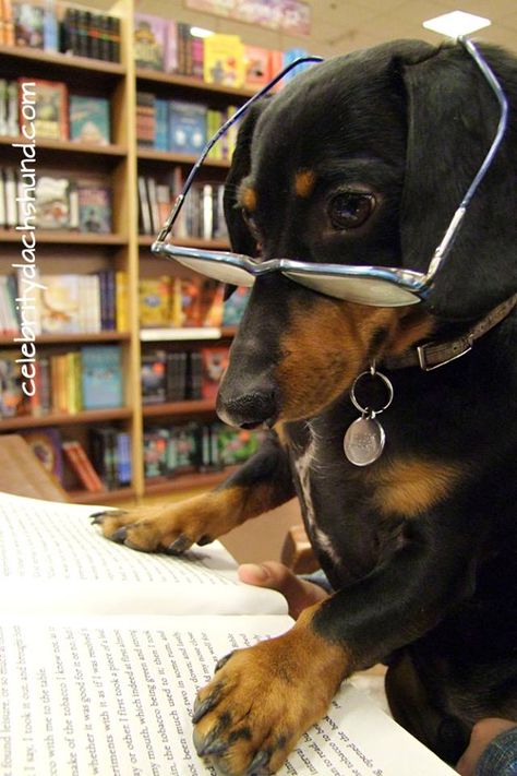 Doxies are smart ;) Crusoe The Celebrity Dachshund, Dachshund Funny, Famous Dogs, Funny Dachshund, Weenie Dogs, Mini Dachshund, Dachshund Lovers, Dachshund Puppies, Dachshund Puppy