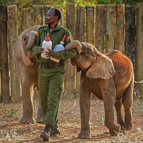 African Safari Conservation on Instagram: “A Samburu animal keeper prepares to bottle feed orphan elephants at the Reteti Elephant Sanctuary in Kenya. - Photo credit to @amivitale…” Animals Video, Sheldrick Wildlife Trust, Vet Medicine, Wildlife Biologist, Zoo Keeper, Baby Elephants, Elephant Sanctuary, Elephant Lover, Elephant Love