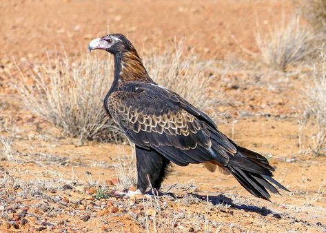 Feather With Birds Tattoo, Wedge Tailed Eagle, Aboriginal People, Birds Tattoo, Birds Of Prey, Birdy, Wedges, Birds, Australia