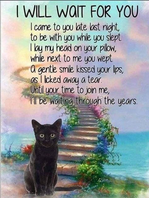 Pet Loss Cat, Pet Poems, Animal Poems, I Miss My Cat, Cat Love Quotes, Cat Poems, Cat Heaven, Colorful Hairstyles, Loss Of Pet