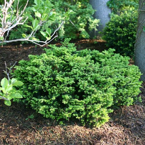 Taxus x 'Everlow. 12" to 18" x 4' to 5'. Full sun to full shade. Medium to moist by well drained. Stone Around Pool, Meadow Nursery, Yew Hedge, Backyard Redesign, Backyard Decor Ideas, Types Of Shrubs, Claim To Fame, Video Garden, Spring Meadow