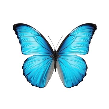 butterfly,blue,beautiful,wing,beauty,color,colorful,creative,decoration,eco,fly,decorative,insect,modern,nature,silhouette,spa,spring,design,isolated,ornament,cute,paint,hand,black,watercolor,icon,sign,tattoo,texture Tattoo Texture, Nature Silhouette, Sign Tattoo, Black Watercolor, Butterfly Blue, Fall Music, Butterfly Butterfly, Psd Background, Cute Images For Dp