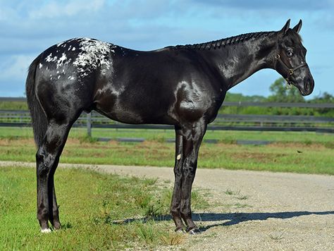 White Appaloosa, Black Appaloosa, Horse Coat Colors, Horse Colors, Leopard Black, Horse Boarding, Black Horses, Appaloosa Horses, All The Pretty Horses