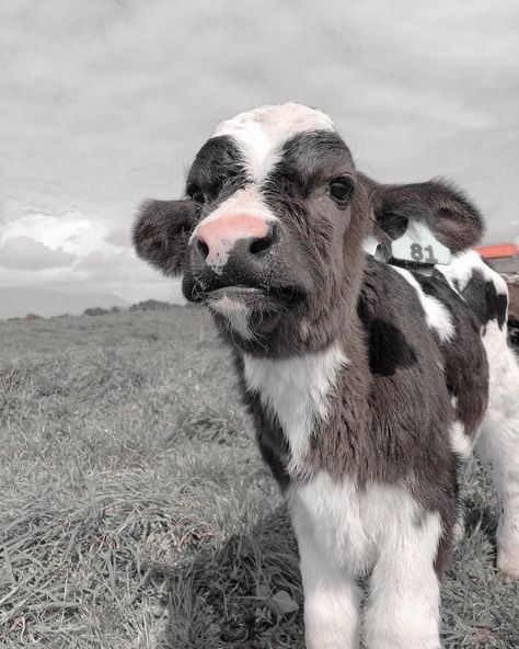 aesthetic cow with cute filter Pet Cows, Cow Wallpaper, Cutee Animals, Baby Farm Animals, Fluffy Cows, Cow Pictures, Baby Animals Pictures, Super Cute Animals