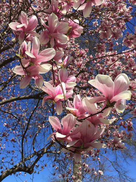 Pink Blossom Tree, Bird In A Cage, Magnolia Tree, Hand Photography, Magnolia Trees, Spring Wallpaper, Flower Therapy, Luxury Flowers, Pink Blossom