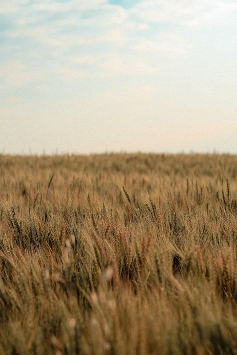 Wheat Fields Aesthetic, Wheat Aesthetics, Wheat Field Aesthetic, Cemetry Gates, Prairie Wallpaper, Old Money Art, Wheat Wallpaper, Grain Aesthetic, Julian Roberts