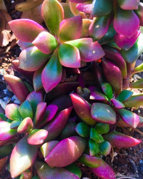 My #anacampseros #succulent Love those bright colors!!!🍃#gardening #succulentgarden #succulentlover #photography #succulentplant #sunrise #sunrisesucculent #like4like #followme Tropical Trees, Making Plant Pots, Cactus Planta, Purple Succulents, Succulent Landscaping, Types Of Succulents, Colorful Succulents, Succulent Gardening, Nature Walk