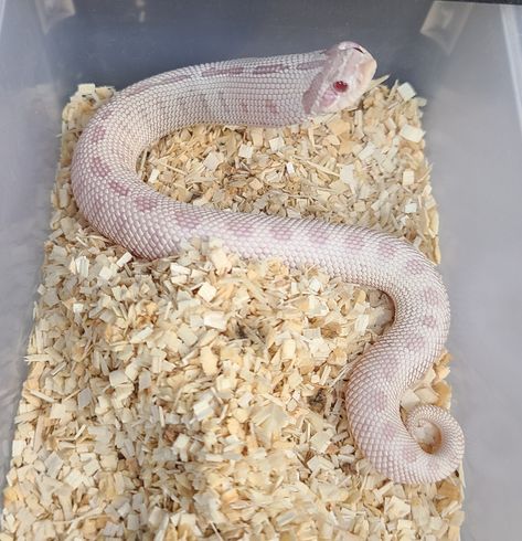 Snow Hognose Snake, Hognose Snake Morphs, Snakes Hognose, Hognose Morphs, Snake Morphs, Western Hognose, Western Hognose Snake, Bearded Dragon Terrarium, Danger Noodles