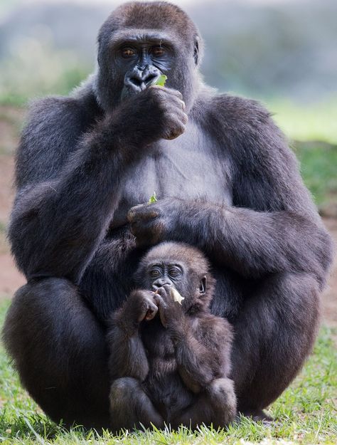 Picture of a gorilla and child eating. #animal #gorilla #eating Gorilla Aesthetic, Aesthetic Monkey, Gorilla Family, Cute Gorilla, Wallpaper Dog Aesthetic, Animals And Pet Supplies, Dog Tattoo Ideas, Wallpaper Dog, Baby Gorillas