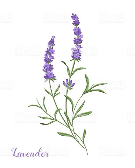 Lavender Tattoo, Botanical Tattoo, Dainty Tattoos, Flower Art Images, 자수 디자인, Lavender Flowers, الرسومات اللطيفة, Botanical Illustration, Flower Tattoos