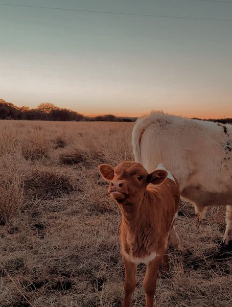 Baby Cow Aesthetic, Cow Pictures Aesthetic, Cute Cows Aesthetic, Calf Aesthetic, Farm Animal Aesthetic, Horses Western Aesthetic, Brown Country Aesthetic, Calf Wallpaper, Cow Computer Wallpaper