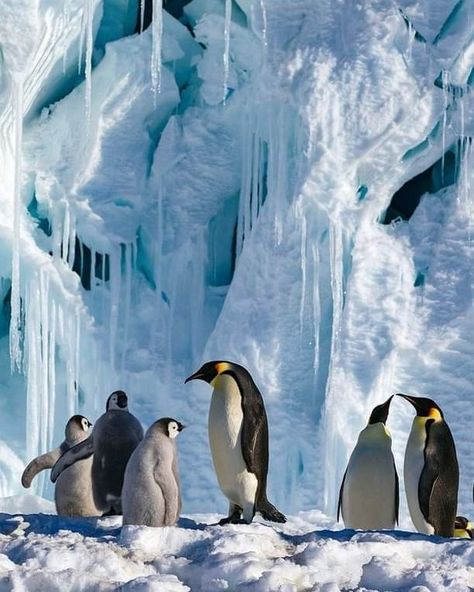 National Geographic Archives, Emperor Penguins, Penguin Parade, Black And White Birds, Emperor Penguin, Penguin Love, White Bird, Bird Pictures, Cute Penguins