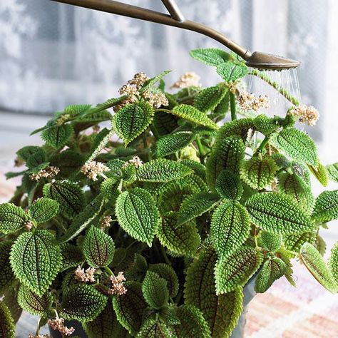 In bright light Moon Valley friendship plant may offer small creamy-white flowers, but its most outstanding feature is its waffle-like foliage. If the plant becomes leggy, simply pinch back the stems to keep the plant compact. Why We Love It: Its color and texture make it an excellent companion plant for iron-cross begonia. Name: Pilea involucrata 'Moon Valley' Growing Conditions: Medium to bright light; 60-75 degrees F.; allow soil surface to dry between waterings Size: To 1 foot tall and wide Friendship Plant, Houseplants Safe For Cats, Bog Plants, Leaf Texture, Garden Girls, Foliage Plants, Companion Planting, Mini Garden, Bright Light