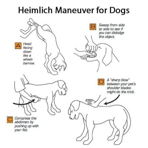 Heimlich Maneuver For Dogs, Heimlich Maneuver, Dog Training Advice, 강아지 그림, Dog Brain, Brain Training, How To Train, Dog Behavior, Dog Trainer